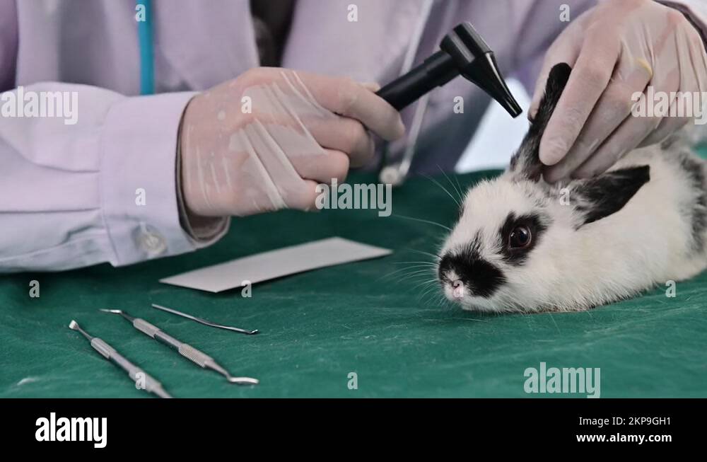 Female vet rabbit Stock Videos & Footage HD and 4K Video Clips Alamy