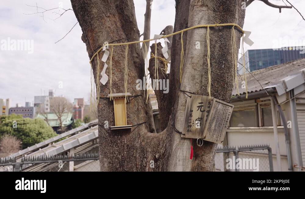 Yokai tree Stock Videos & Footage HD and 4K Video Clips Alamy