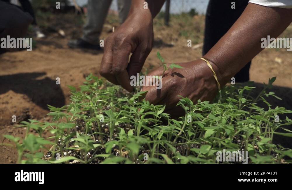 Planting box Stock Videos & Footage HD and 4K Video Clips Alamy