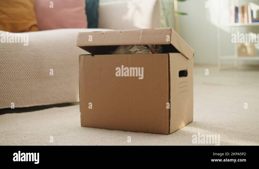 Cat delivery Stock Videos & Footage HD and 4K Video Clips Alamy