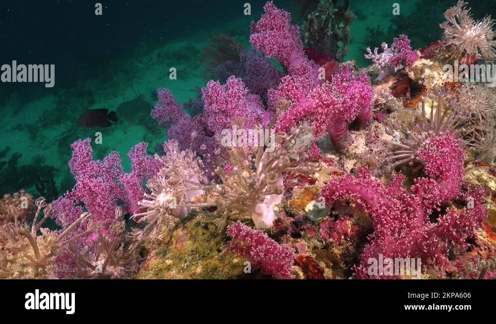 Xenia soft coral xenia Stock Videos & Footage HD and 4K Video Clips
