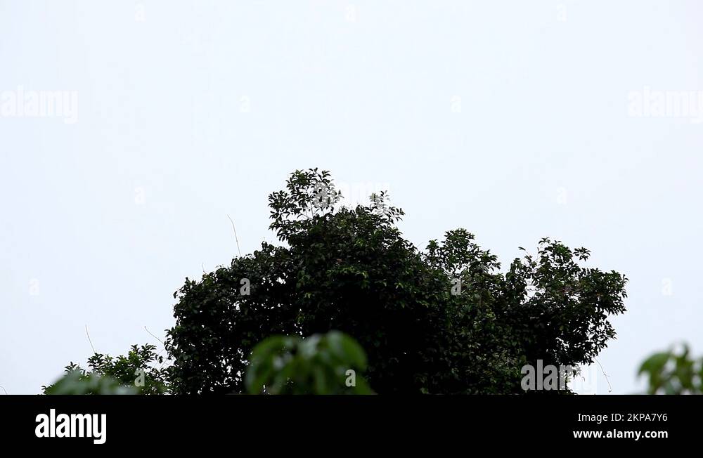 A Colony of Fruit Bats Hanging Upside Down in a Tree, Jungle in Bali ...