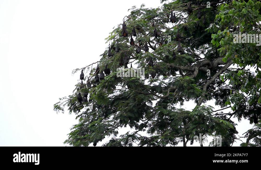 A Colony of Fruit Bats Hanging Upside Down in a Tree, Jungle in Bali ...