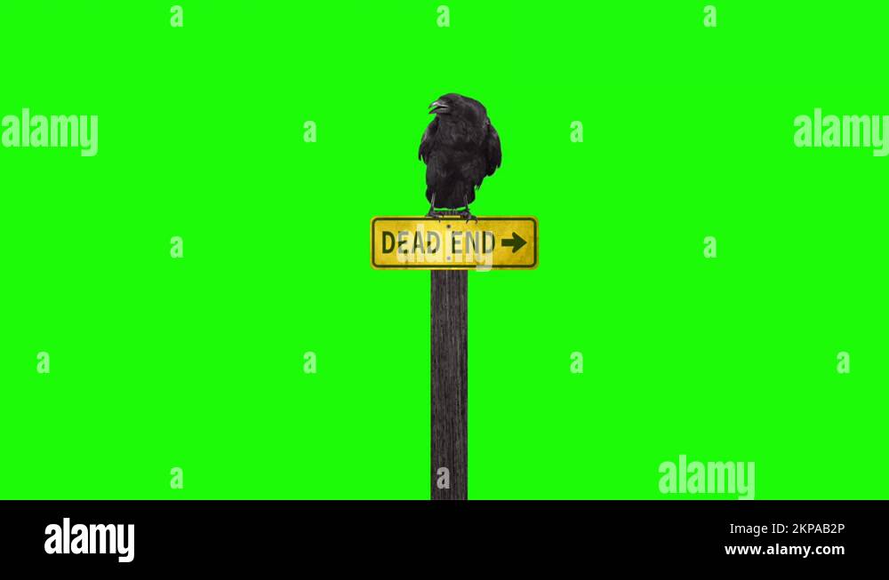 Raven on top of dead end sign green screen Stock Video Footage Alamy