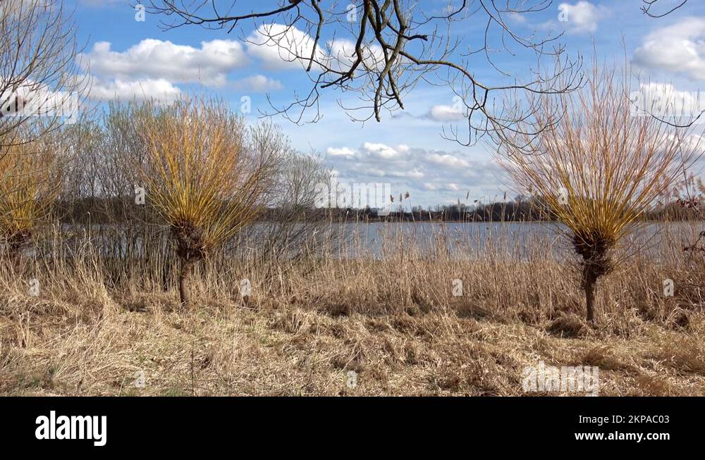 Willows tree by the water (Salix). Willow twigs prepared as a