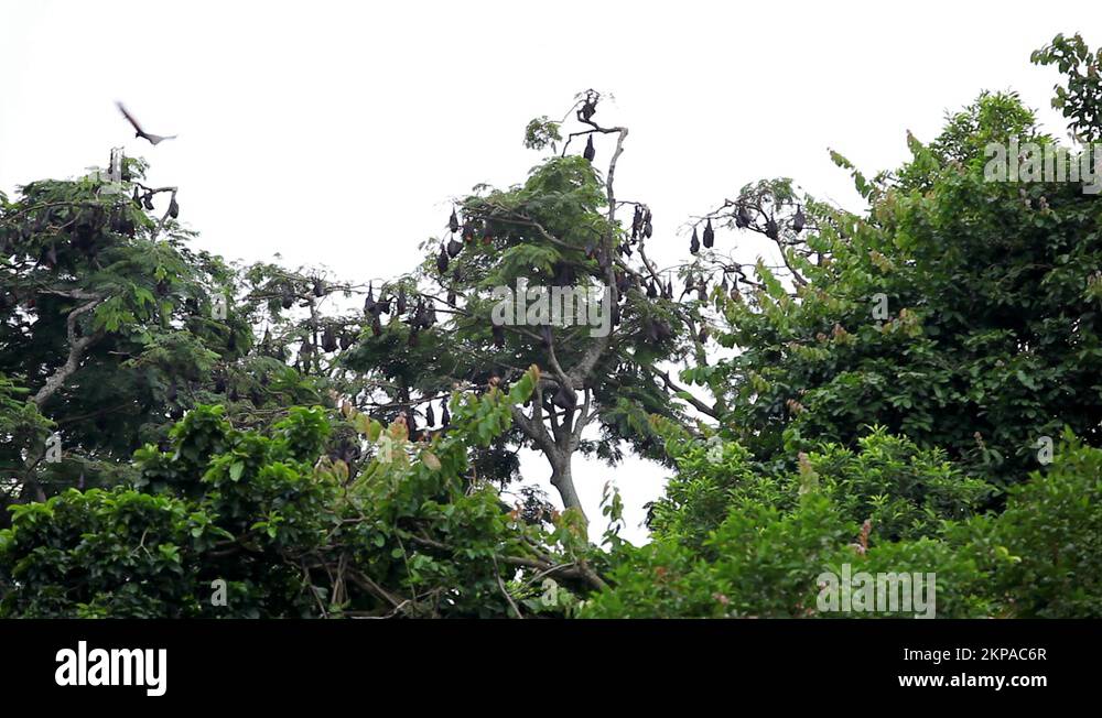 A Colony of Fruit Bats Hanging Upside Down in a Tree, Jungle in Bali ...