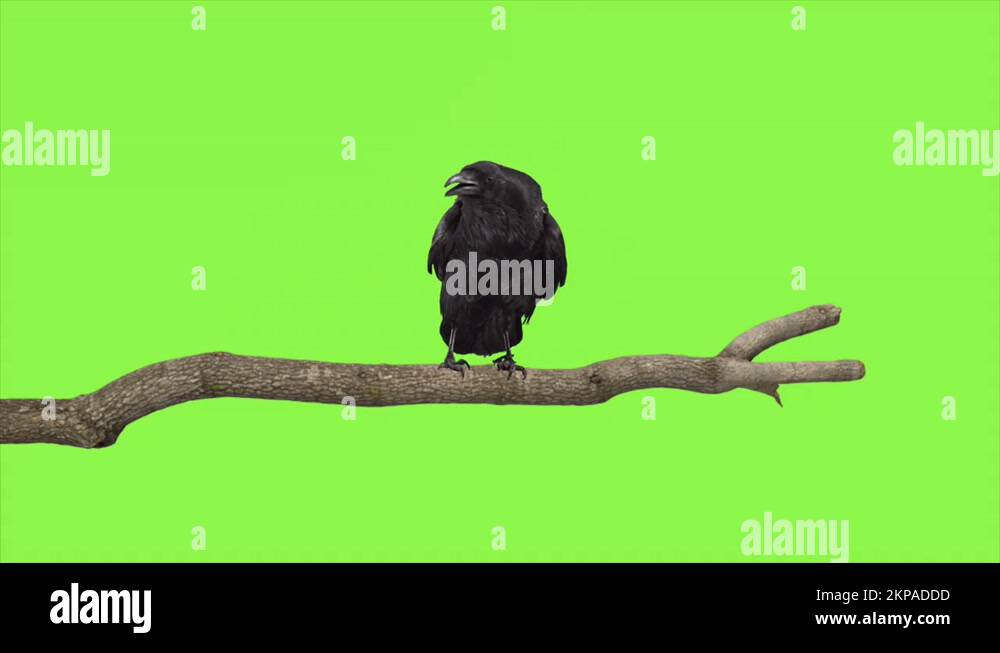 Raven perched on a tree branch green screen Stock Video Footage - Alamy