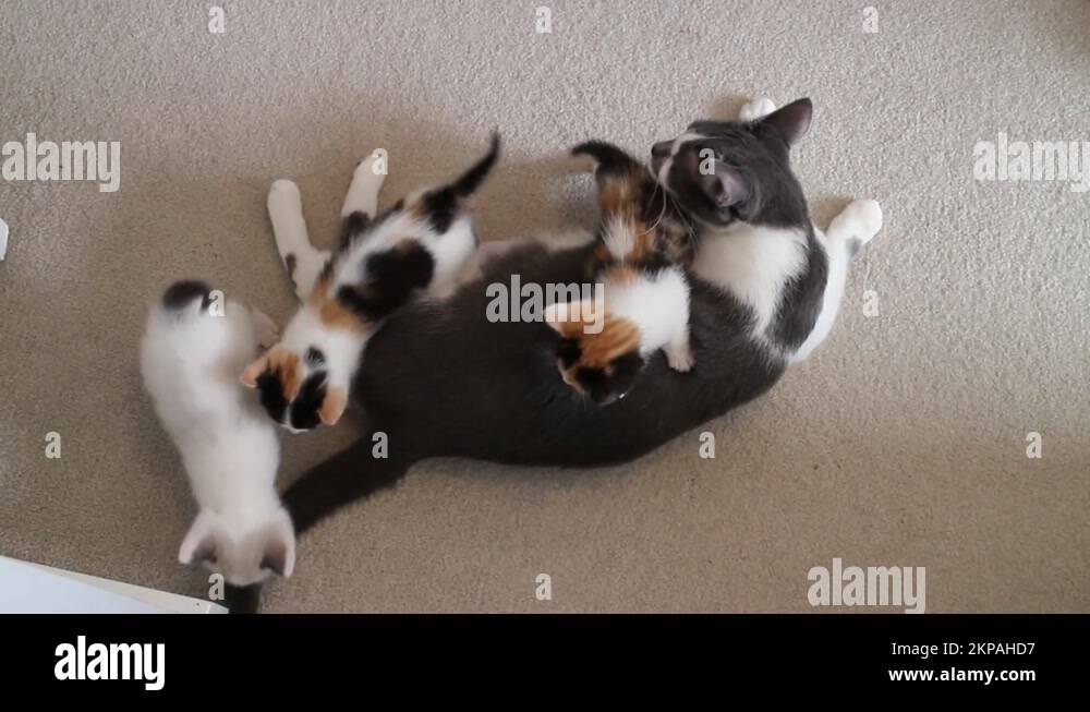 Calico cat family Stock Videos & Footage - HD and 4K Video Clips - Alamy