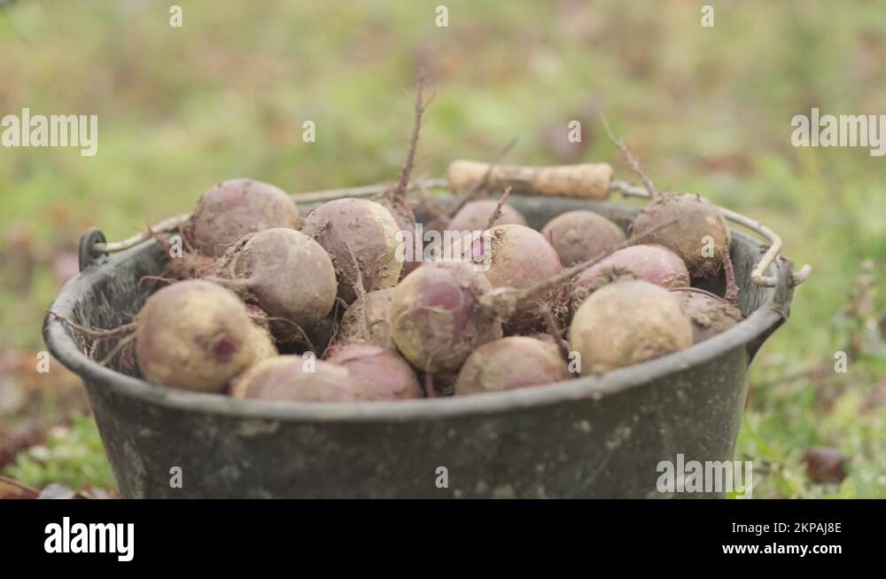 natural organic radishes pick up, harvesting season farmer filling a