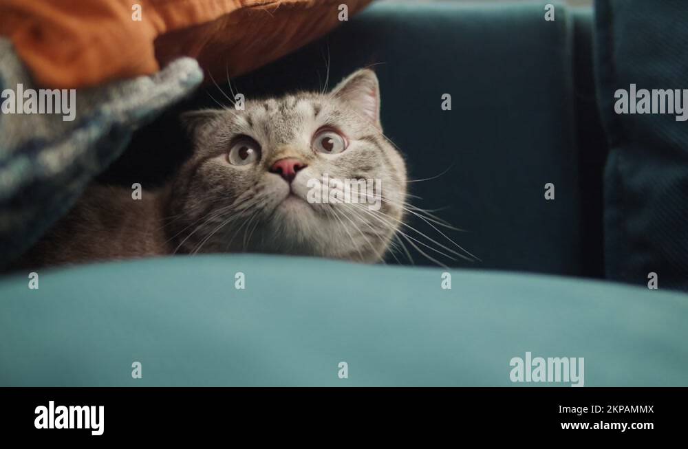 Cat hiding sofa Stock Videos & Footage HD and 4K Video Clips Alamy
