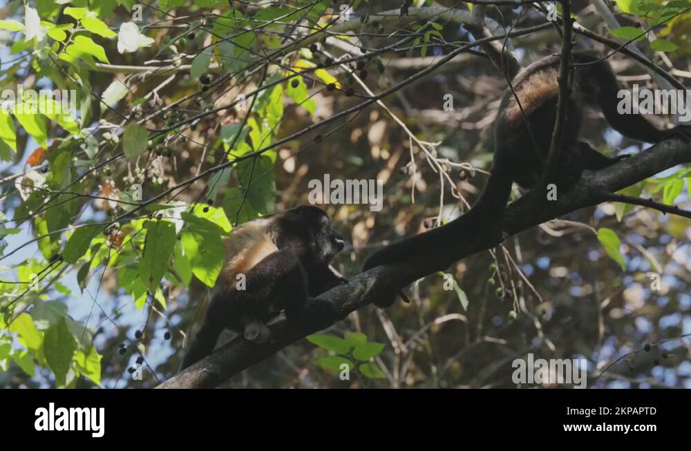 high frame rate clip of howler monkeys climbing a tree at manuel
