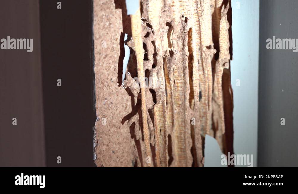 Wood eaten by termites Stock Videos & Footage HD and 4K Video Clips