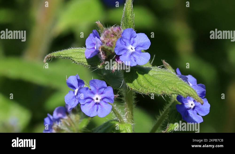 Green alkanet pentaglottis sempervirens Stock Videos & Footage - HD and ...