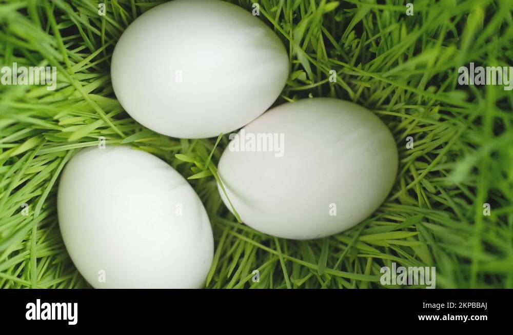 Whole chicken egg Stock Videos & Footage HD and 4K Video Clips Alamy