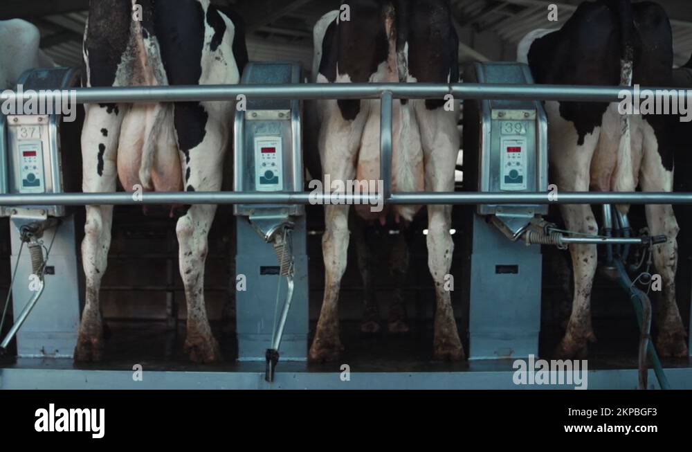 Automatic cows milking system in farm parlour. Modern dairy production facility Stock Video