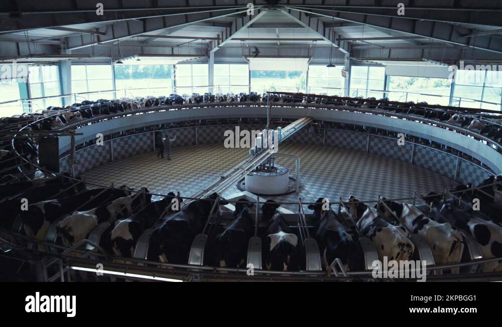 Milking cows carousel dairy production facility. Modern parlor interior view Stock Video Footage