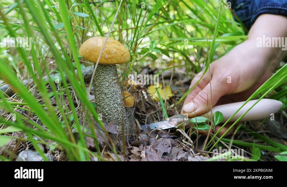 A mushroom picker cuts an edible mushroom in the forest Stock Video