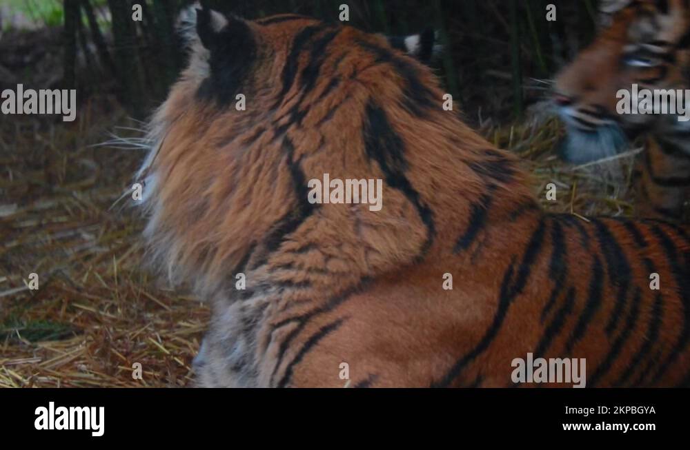 Tiger tigers family Stock Videos & Footage - HD and 4K Video Clips - Alamy