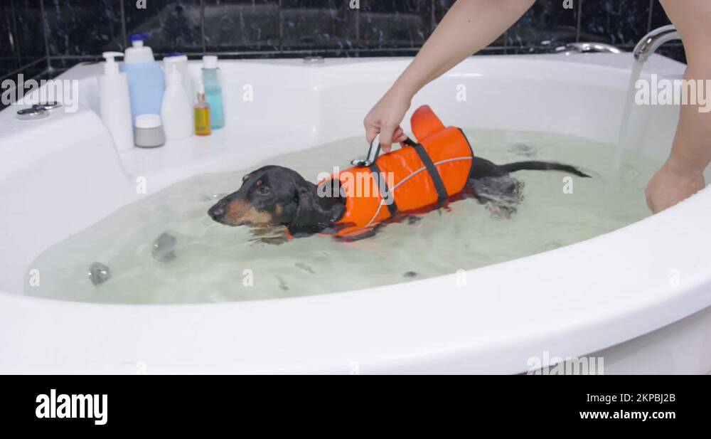 Owner or Vet swimming with dachshund dog life vest in bathtub with warm