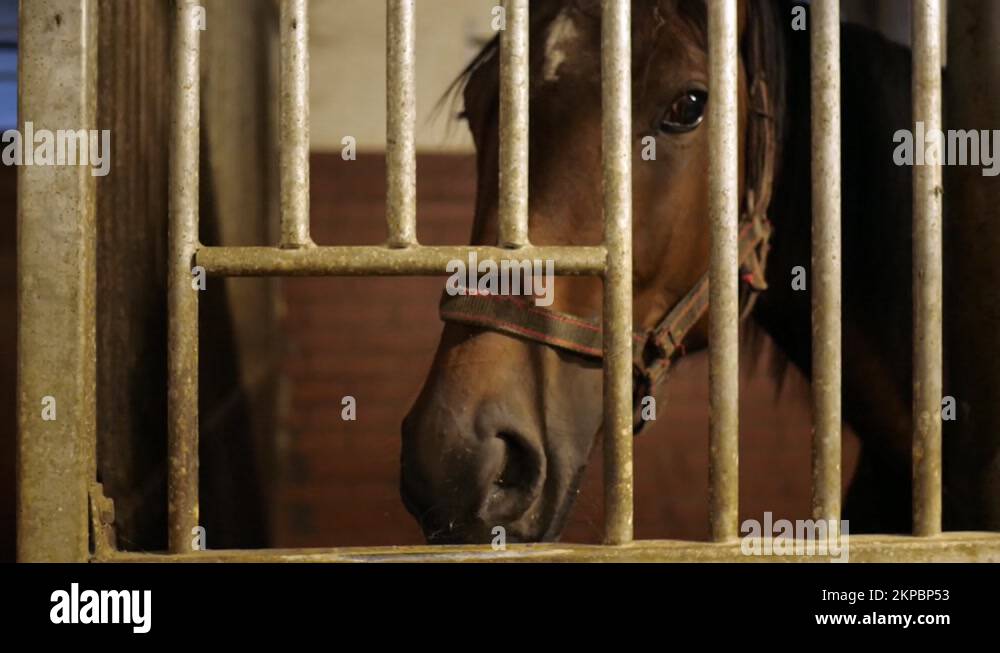 horse head horse stallion in stable, metal bars cage Stock Video