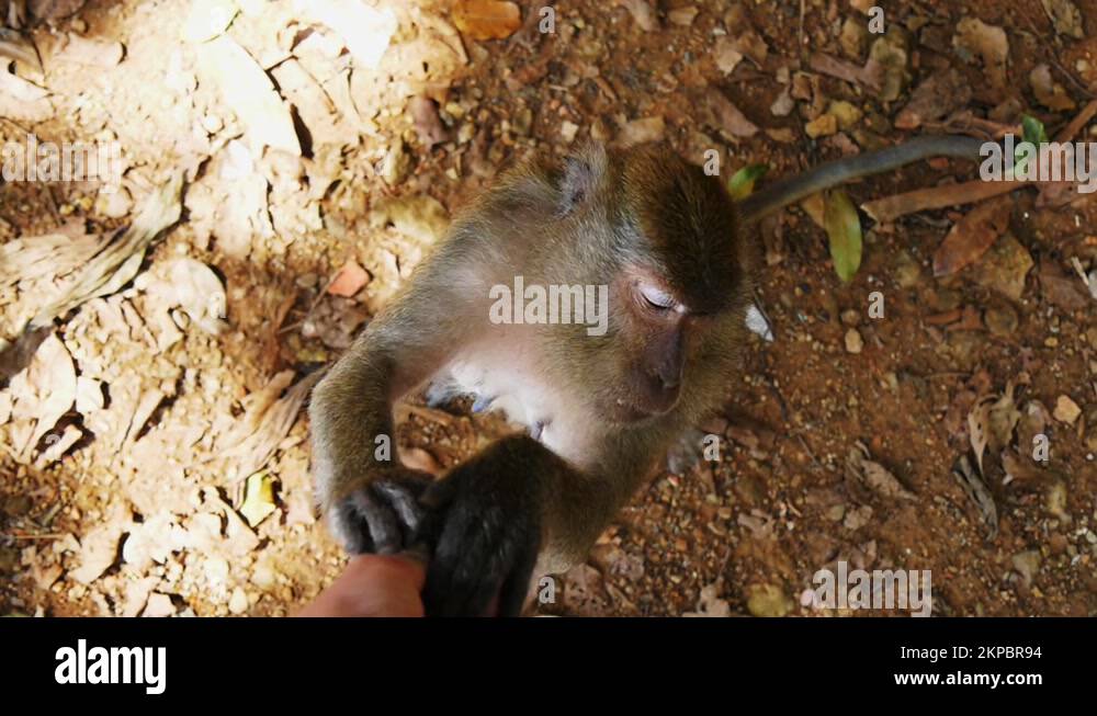 Brown Ape Snatching Food From Person'S Hand In Park - Koh Phi Phi ...