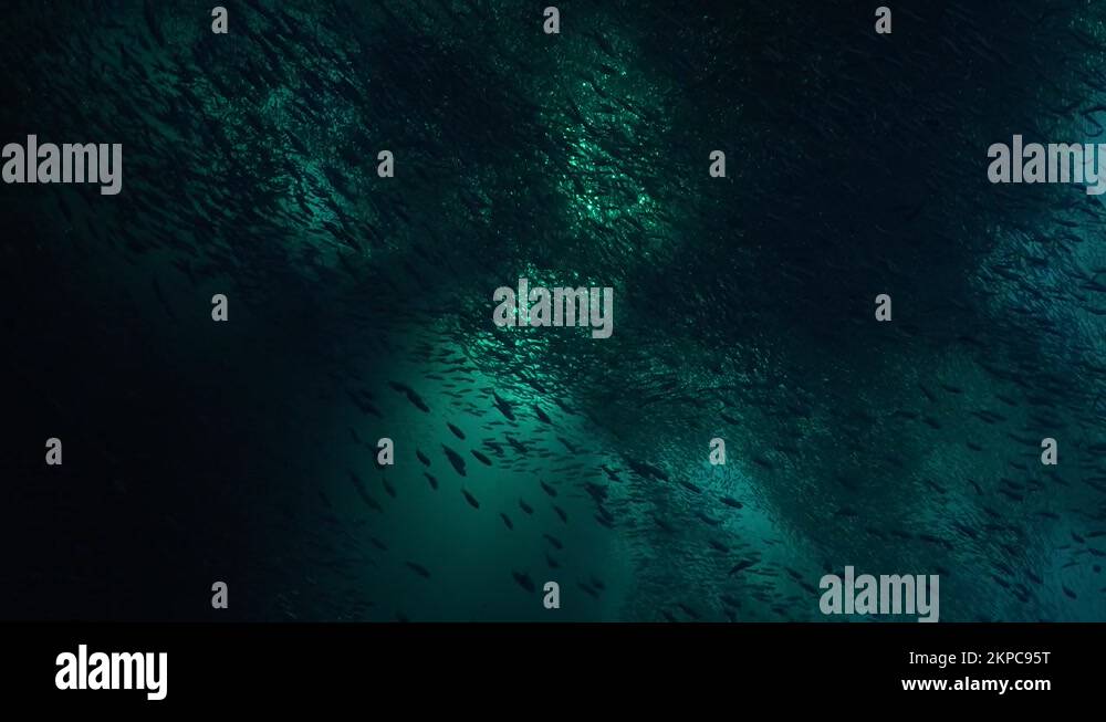 BIg shoal of sardines covering the sun in the deep blue ocean Stock