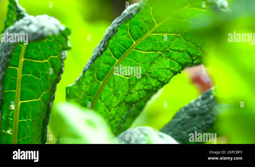 Dinosaur Kale planted in botanical garden ready for harvest Stock Video Footage Alamy