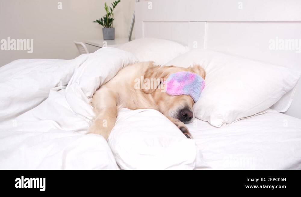 The cute dog sleeps under a white blanket with a sun blindfold over his