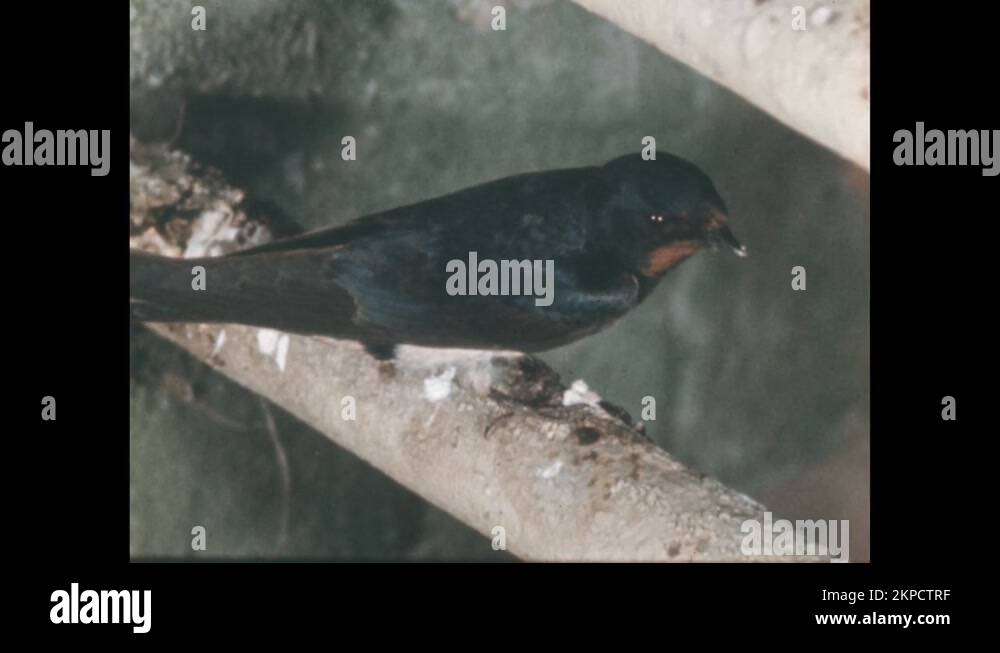 Nest under bridge Stock Videos & Footage HD and 4K Video Clips Alamy