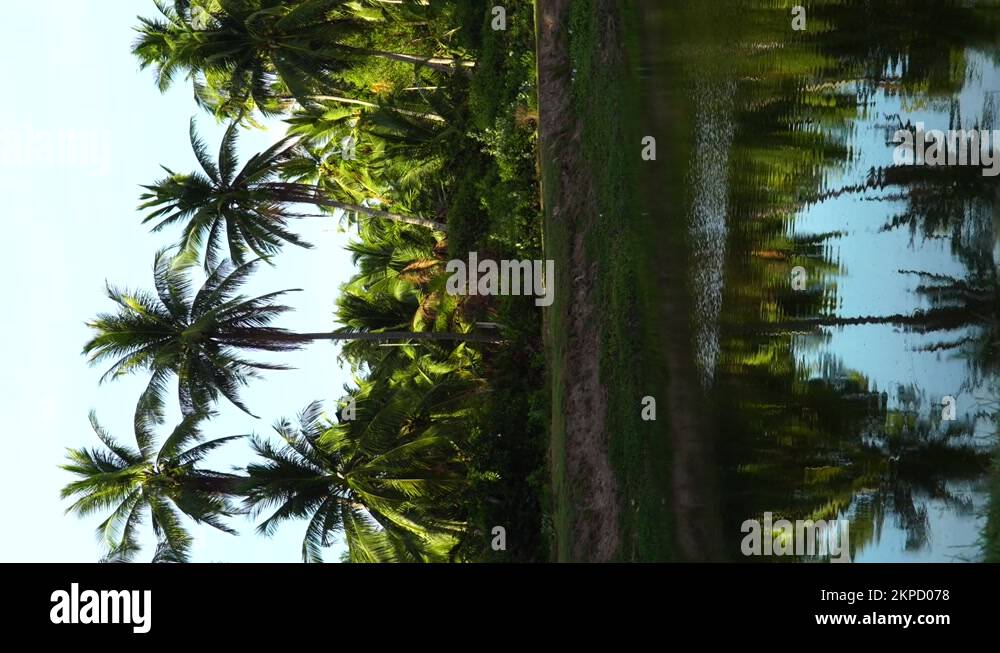 Tree Static Image Palm trees reflected in a mirror of water. Static view. Vertical format ...