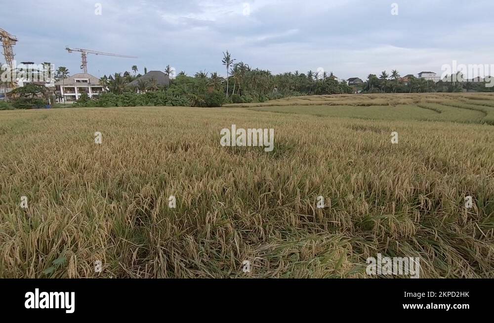 New construction next to rice fields in Bali Stock Video Footage - Alamy