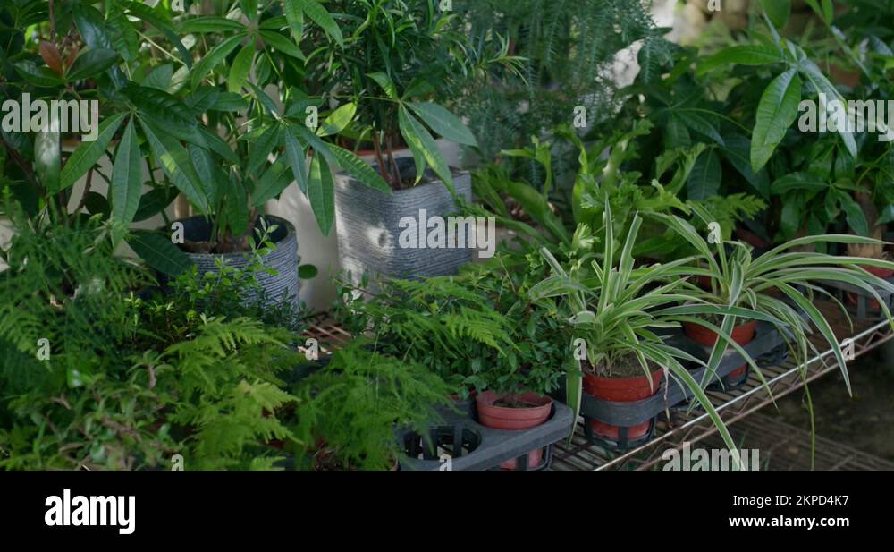 Plant selling Stock Videos & Footage HD and 4K Video Clips Alamy
