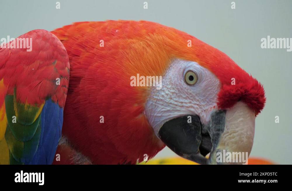 Scarlet or Ara macaw emits sounds, moving tongue Stock Video Footage
