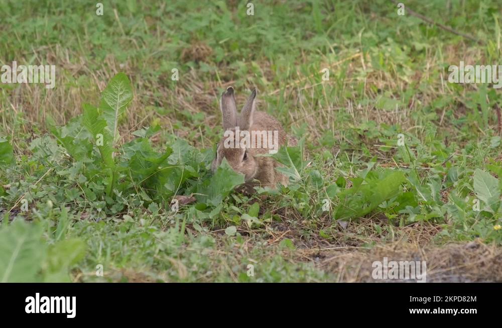 Wild european rabbit oryctolagus Stock Videos & Footage - HD and 4K ...
