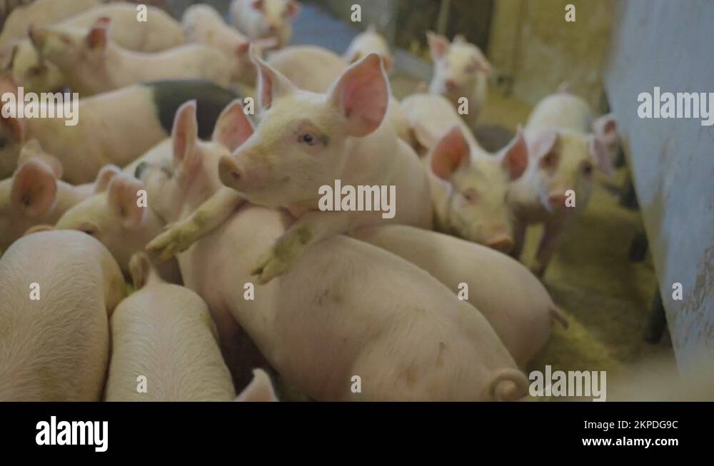Piglets pigs litter Stock Videos & Footage HD and 4K Video Clips Alamy