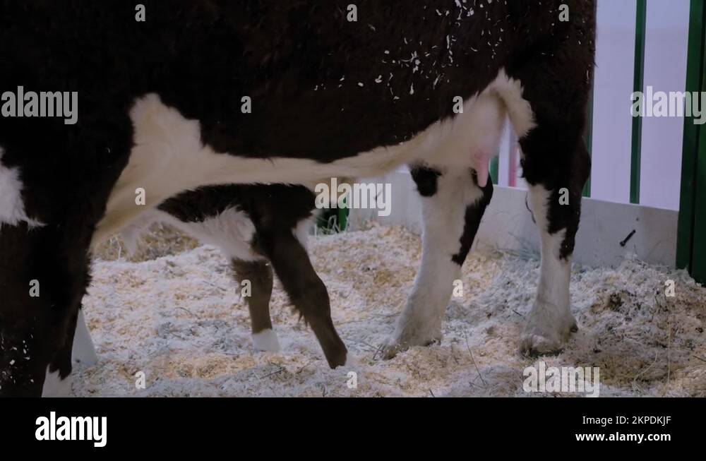 Cute brown and white calf drinking milk from mother cow udder Stock ...