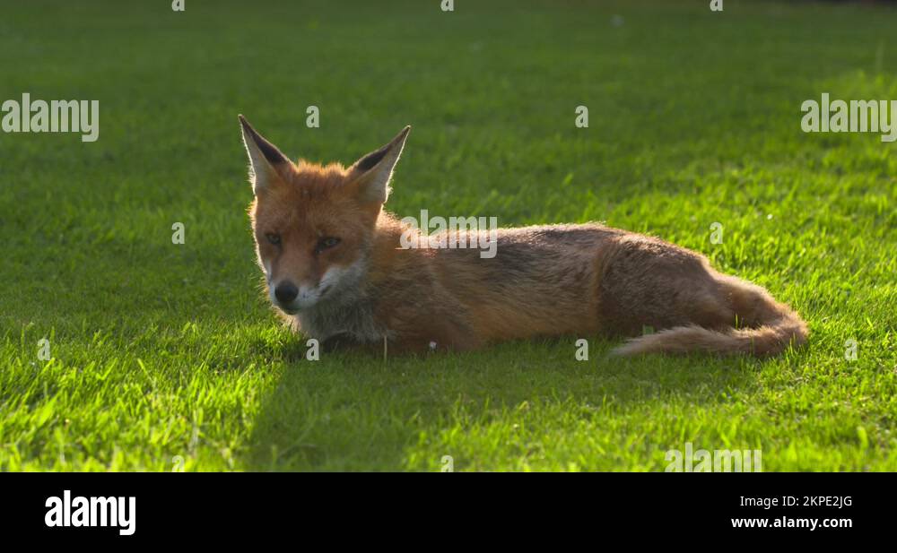 Friendly fox Stock Videos & Footage - HD and 4K Video Clips - Alamy