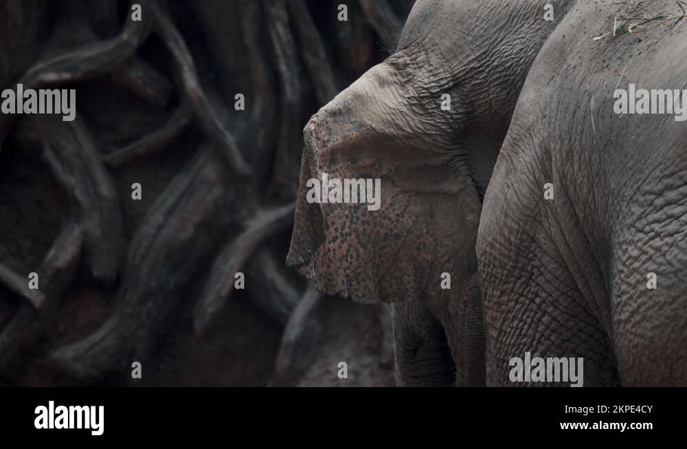 Ear veins Stock Videos & Footage - HD and 4K Video Clips - Alamy