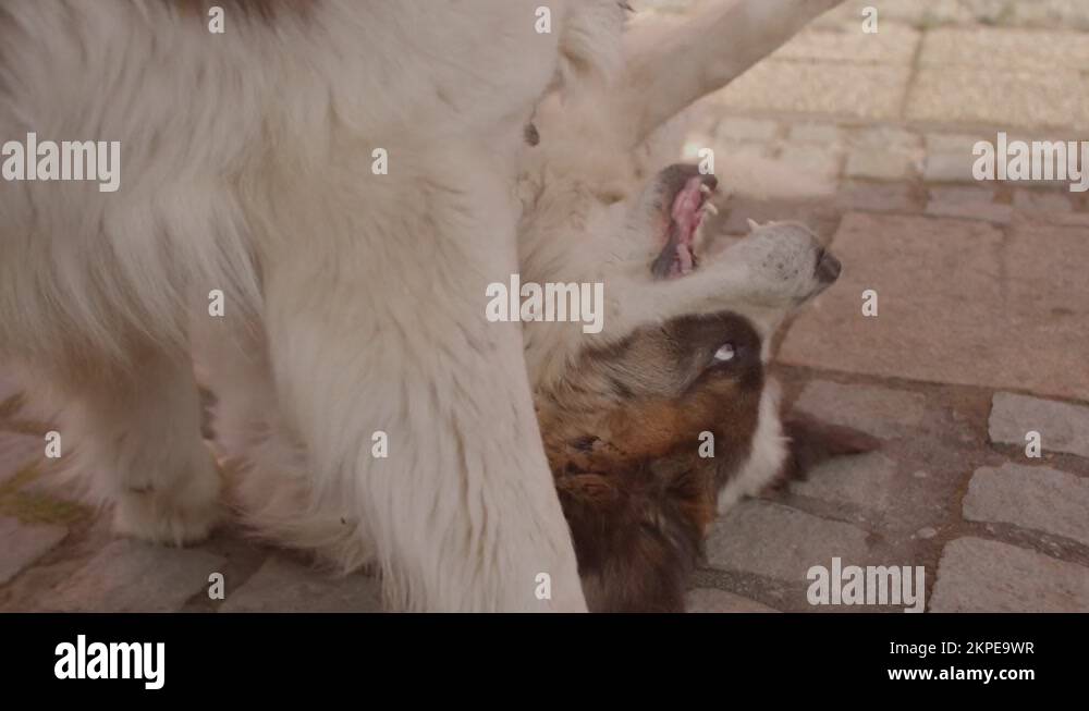 Mating dogs Stock Videos & Footage - HD and 4K Video Clips - Alamy
