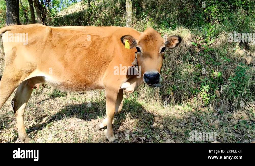 Animal cow not toy not illustration Stock Videos & Footage - HD and 4K