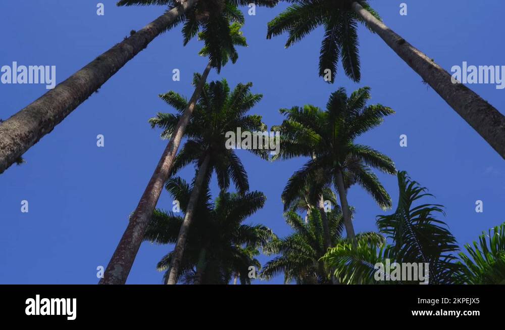 Palm tree view up Stock Videos & Footage HD and 4K Video Clips Alamy