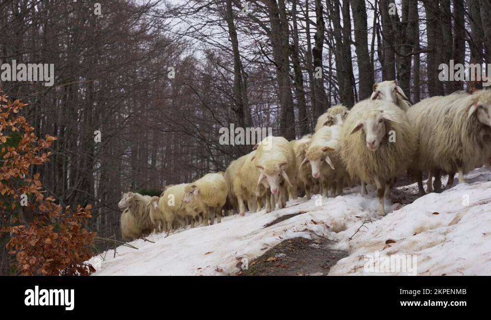 Walking sheep trees Stock Videos & Footage - HD and 4K Video Clips - Alamy