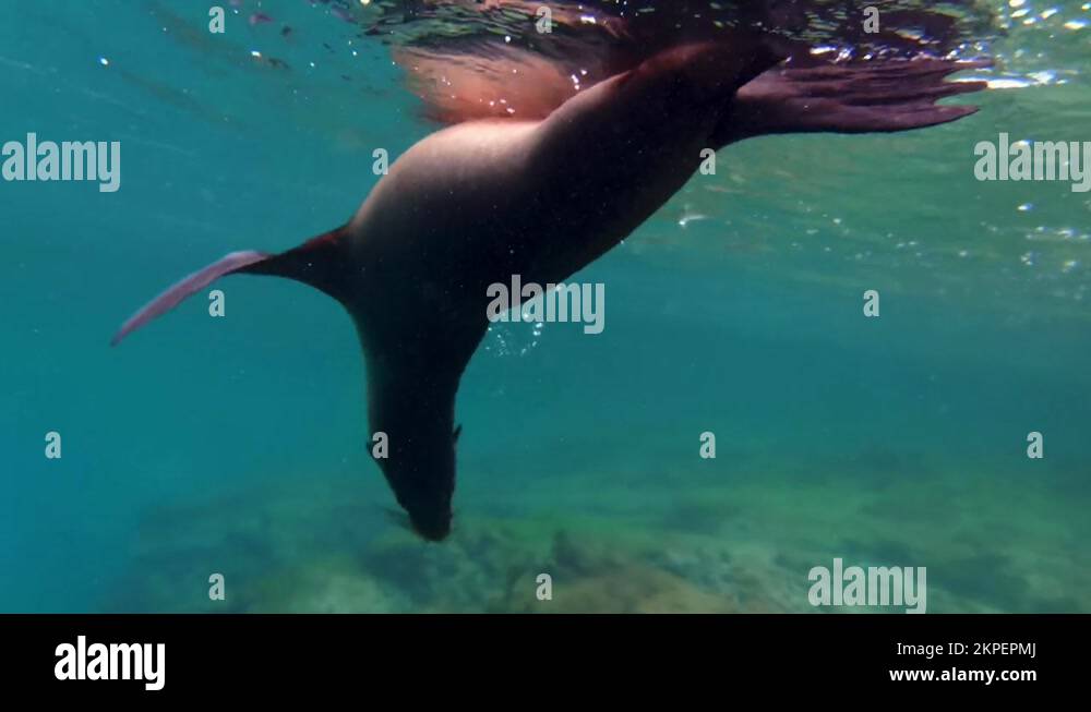 Galápagos sea lion hanging upside down under the surface of the water ...