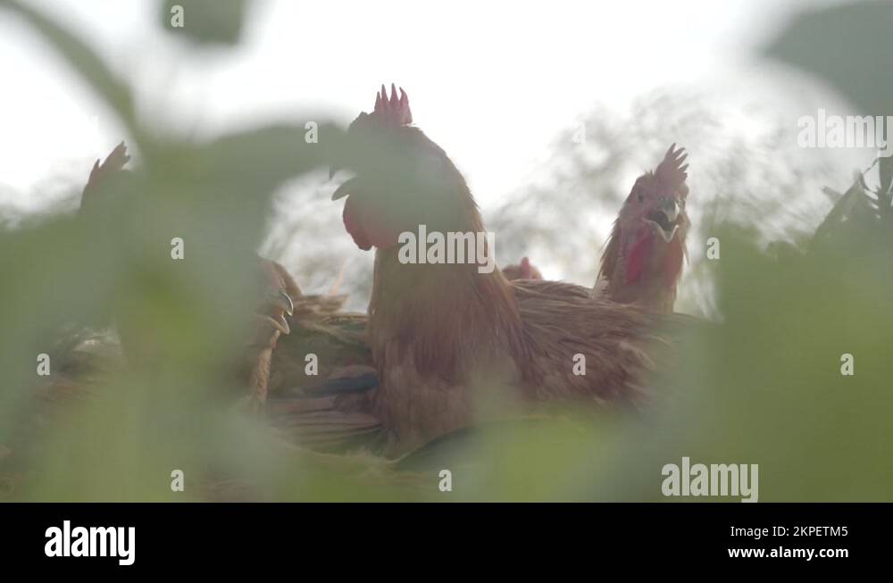 Scratch grass Stock Videos & Footage HD and 4K Video Clips Alamy