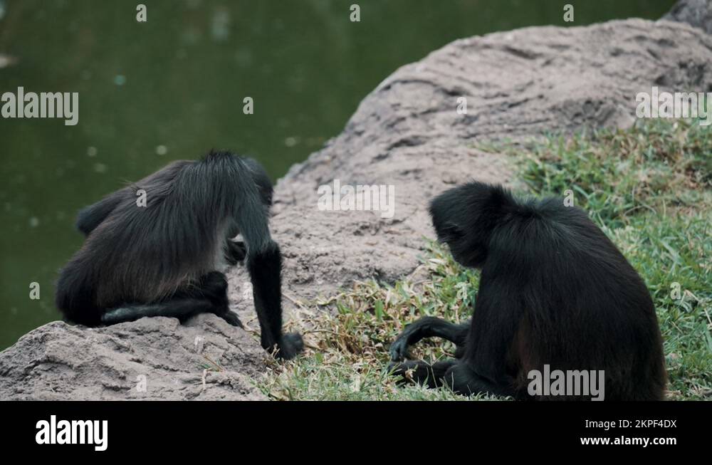 Black handed spider monkeys Stock Videos & Footage - HD and 4K Video