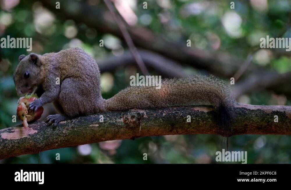 Seen on the left side of the frame eating a fruit, Greybellied