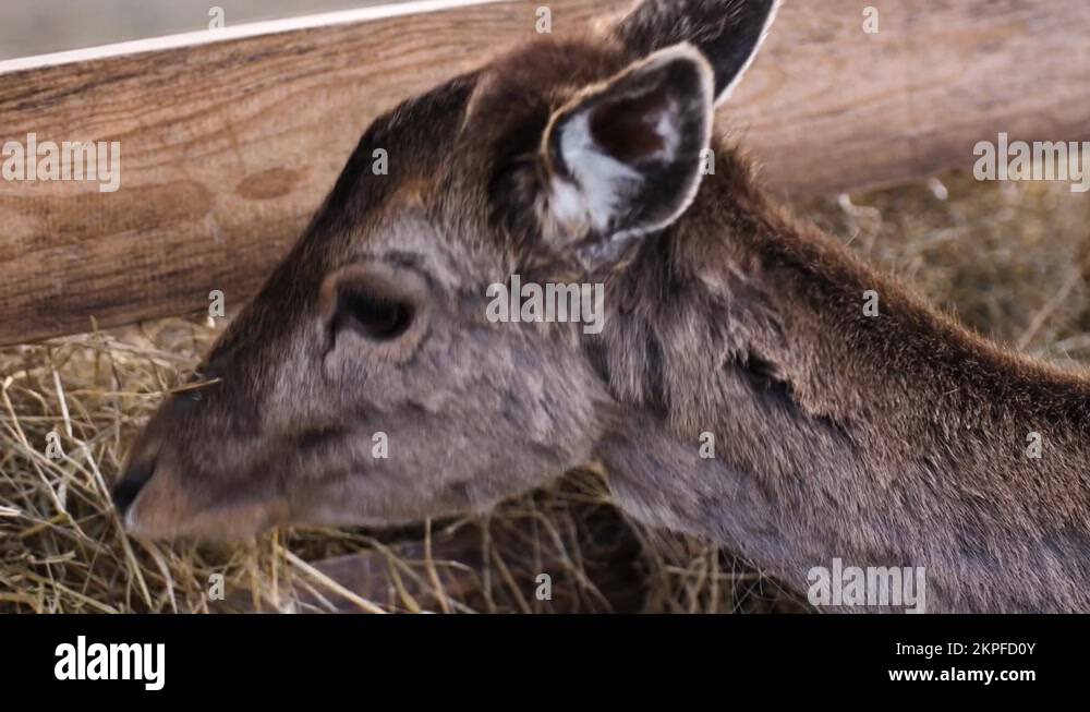 Close up view of common fallow deer doe eating hay from animal feeder