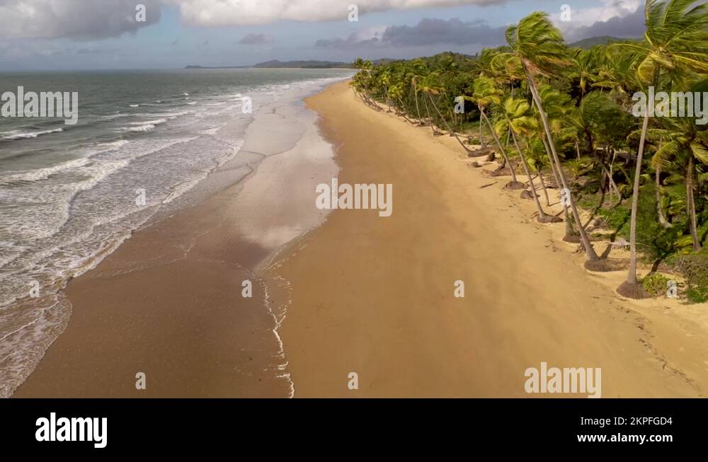 Mission beach palm trees Stock Videos & Footage HD and 4K Video Clips