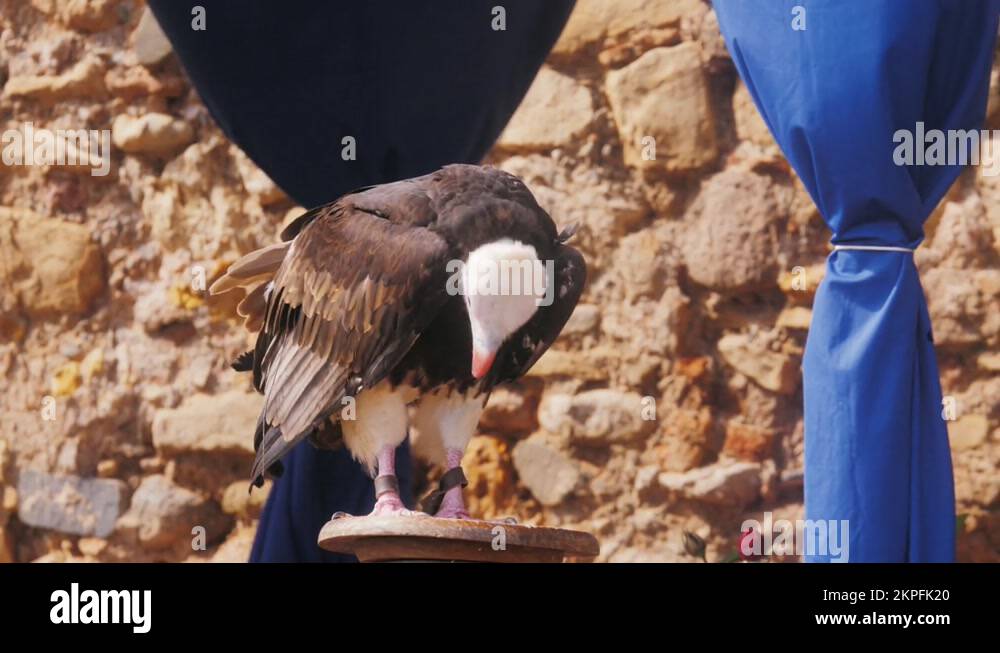 Condor eagle bird Stock Videos & Footage - HD and 4K Video Clips - Alamy