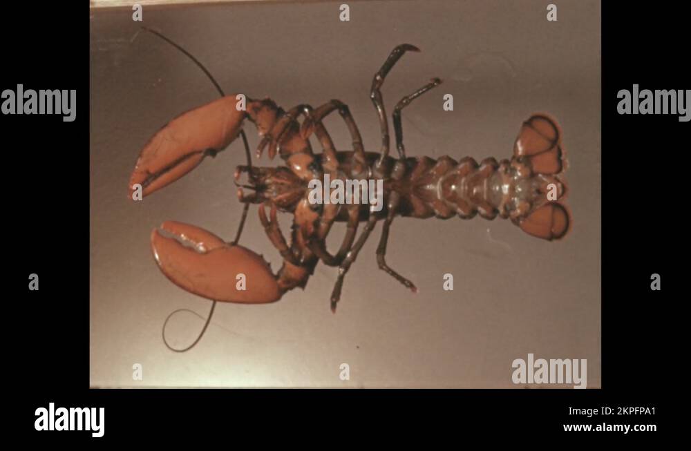 1850s Lobster moves its legs. Lobster claw Stock Video Footage Alamy